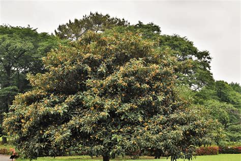 琵琶樹